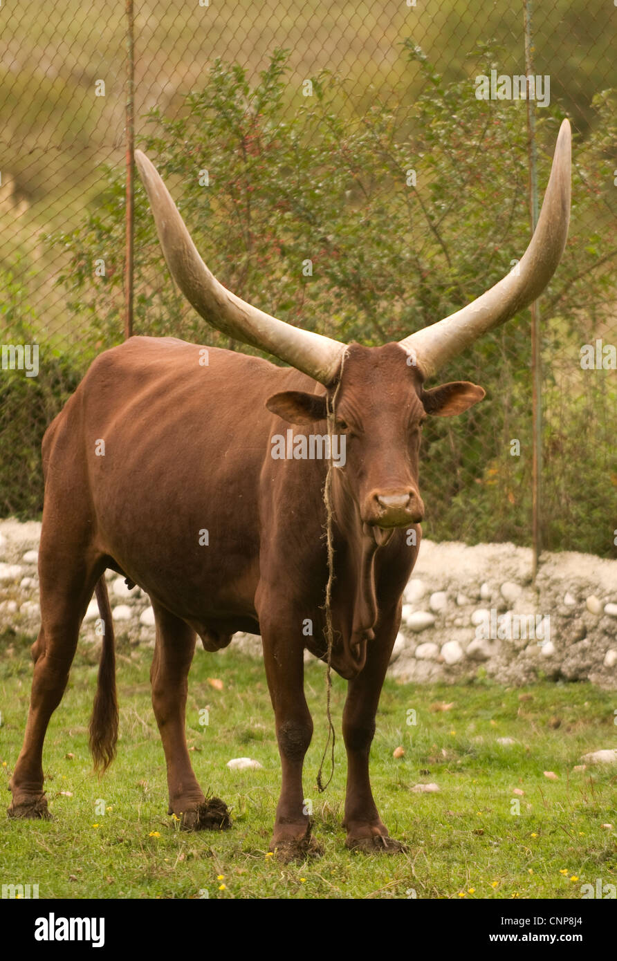 Cattle breeds Bos primigenius f. Taurus, Bovidae, Mammalia. In