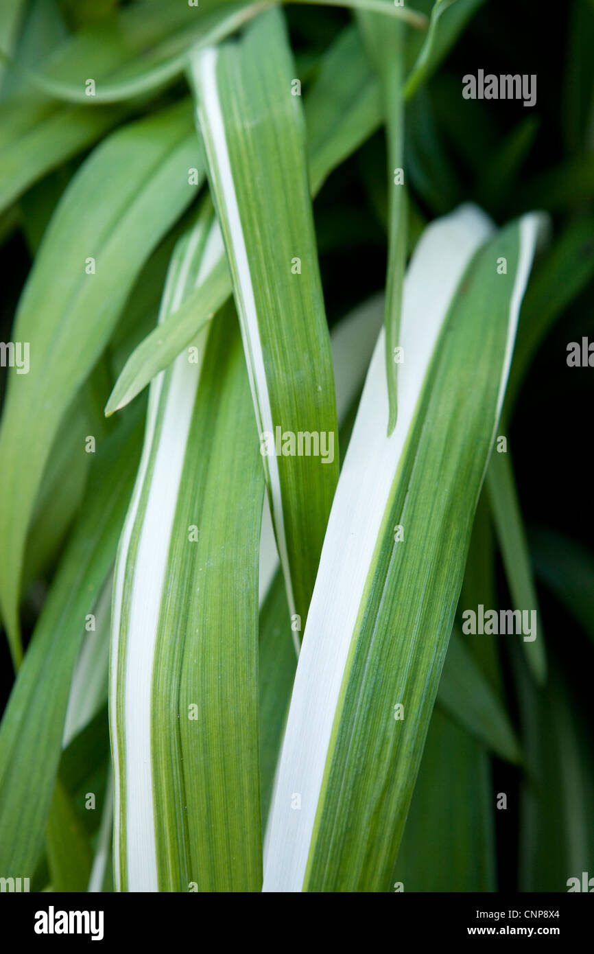 Hemerocallis close up hi-res stock photography and images - Alamy