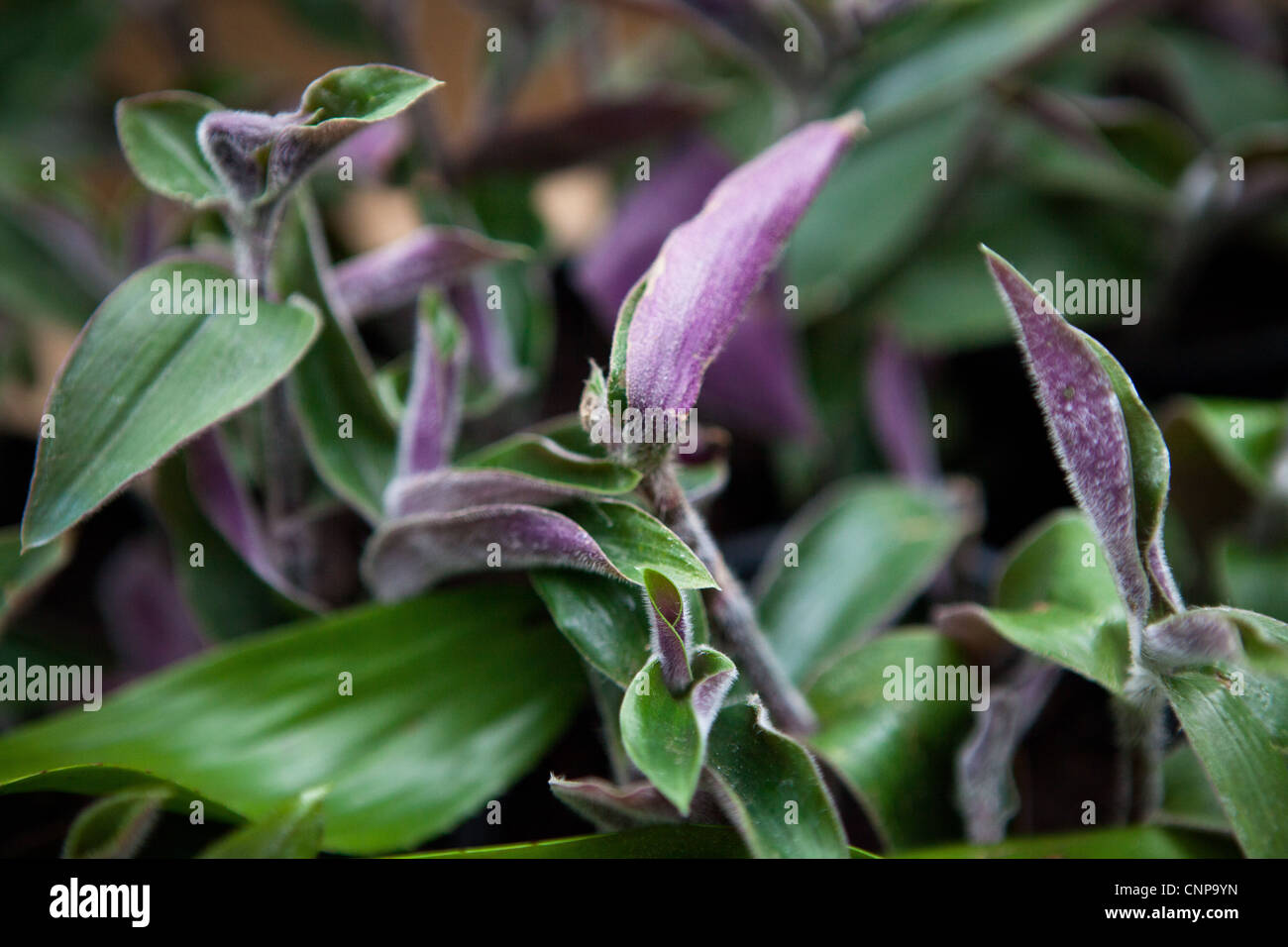 Tradescantia cerinthoides tradescantia zebrina Plant detail - Botanical Photographs Stock Photo