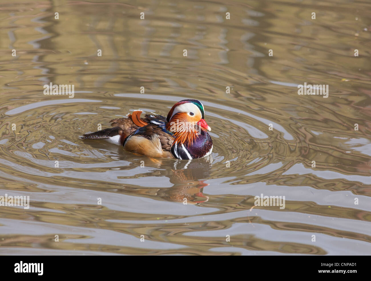 Mandarin duck (Aix galericulata) - male - swimming Stock Photo - Alamy