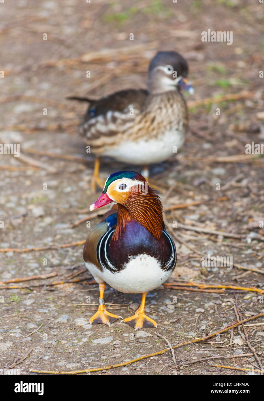 Male and female Mandarin duck (Aix galericulata Stock Photo - Alamy