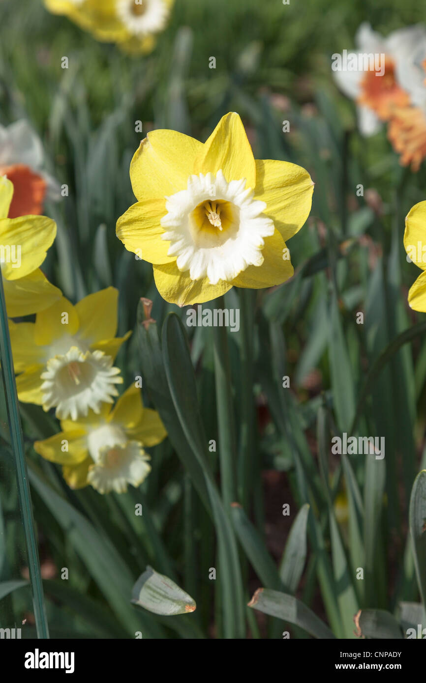 Narcissus, yellow petals and white trumpet, RHS Gardens, Wisley, Surrey ...
