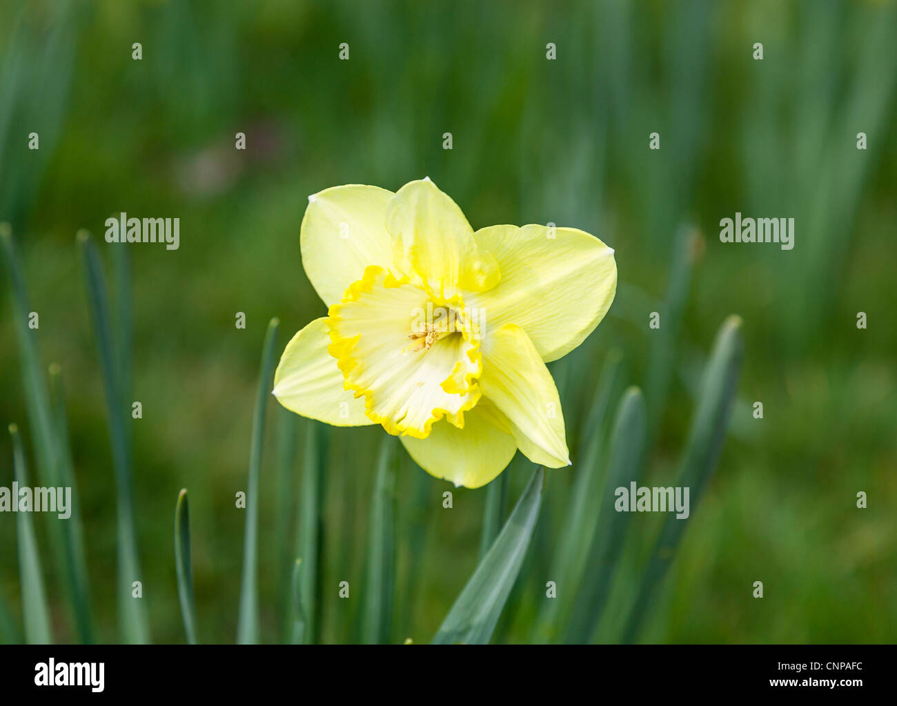 narcissus st patricks day