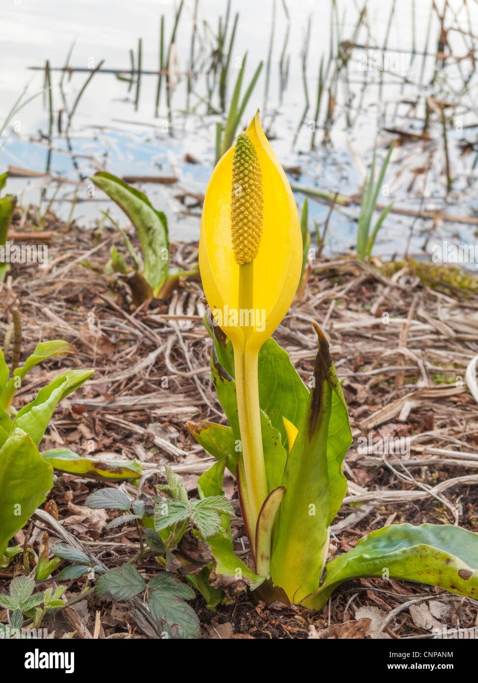 Western skunk cabbage (Lysichiton americanus) also called Yellow Skunk