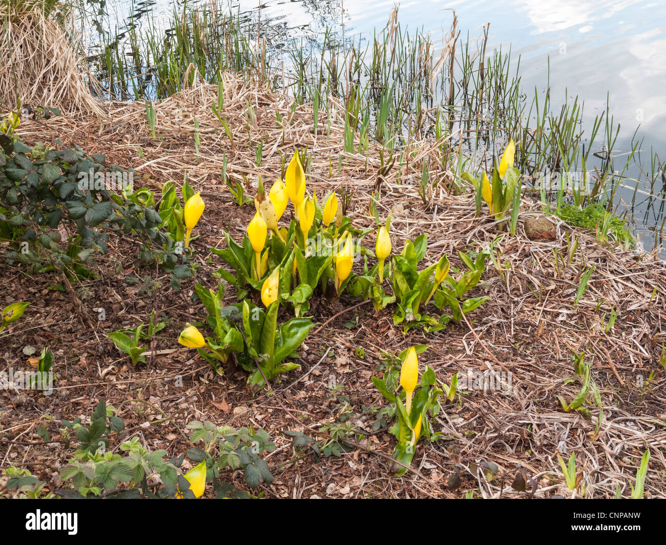 Western skunk cabbage (Lysichiton americanus) also called Yellow Skunk