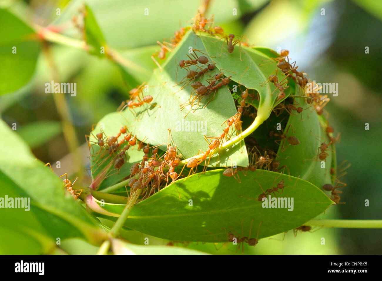 ants making a nest by curling mango leaves into a ball, mango tree