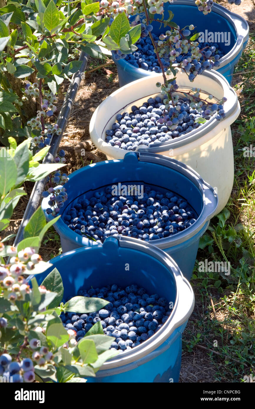 Fresh organic blueberries Stock Photo