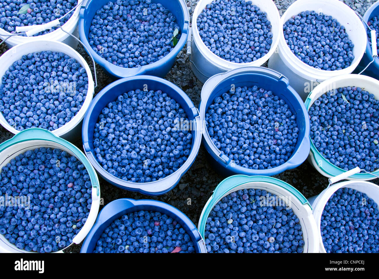 Oregon fruit blueberries hi res stock photography and images Alamy