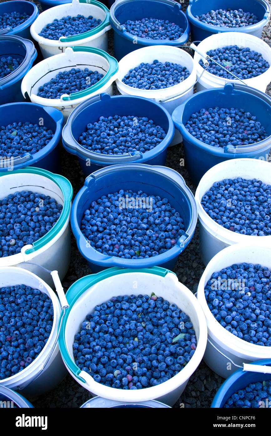 Fresh harvested organic blueberries in colorful rows Stock Photo