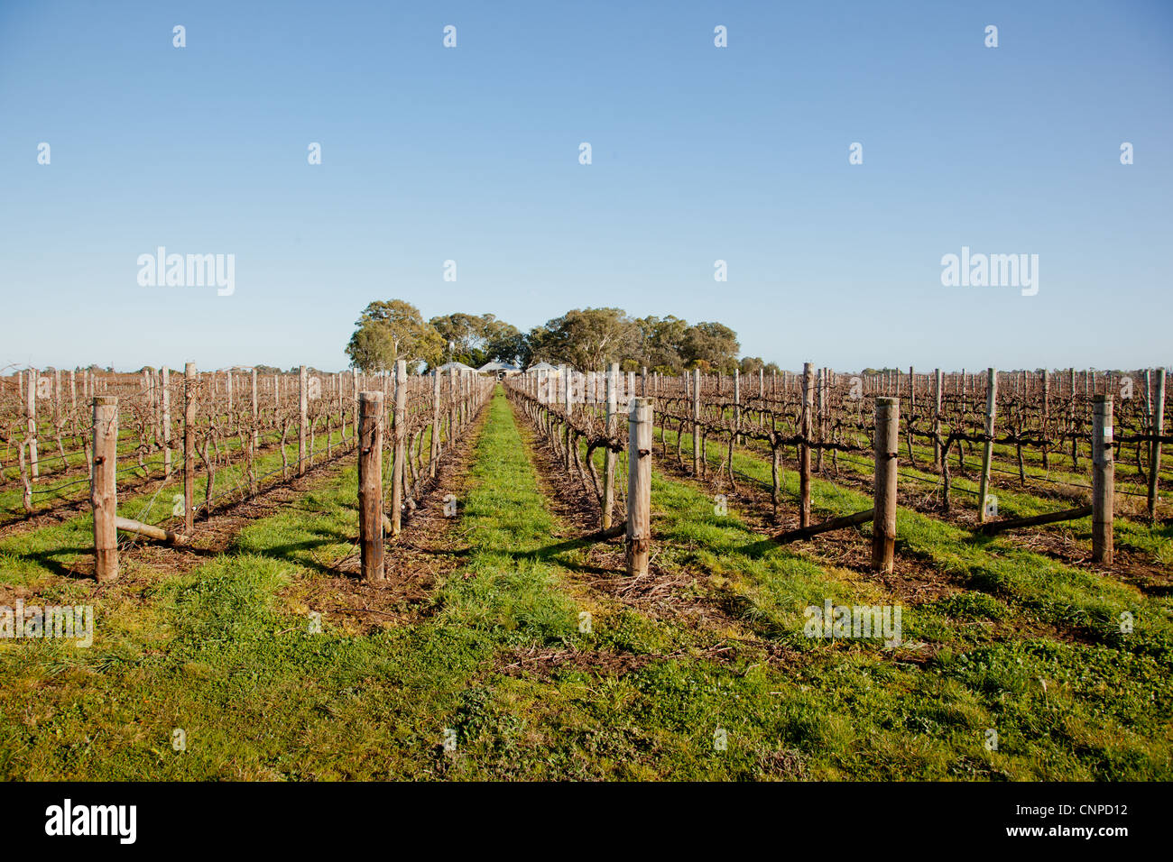 Grape vines. Penola. South Australia. Stock Photo