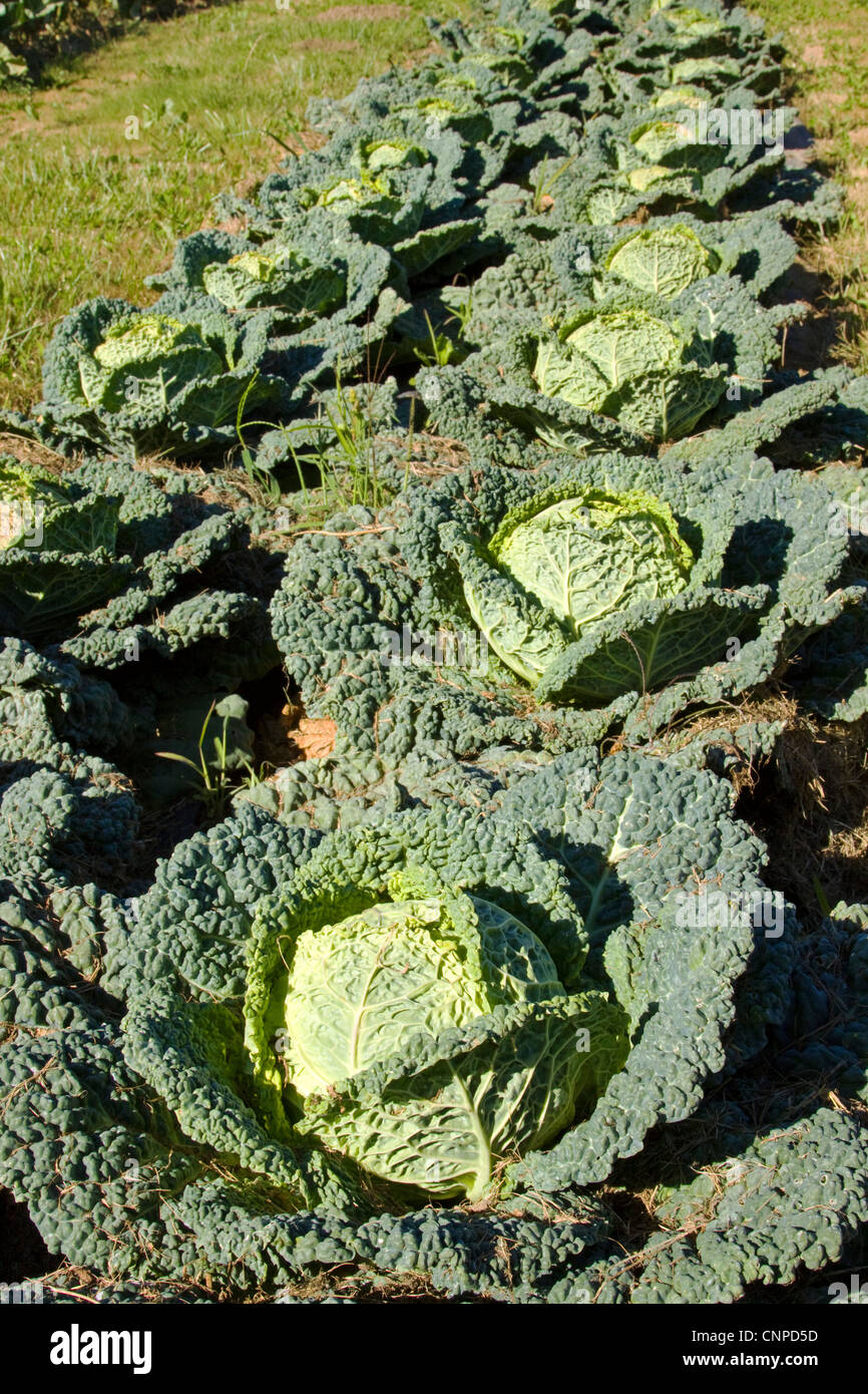 Organic Cabbage Stock Photo