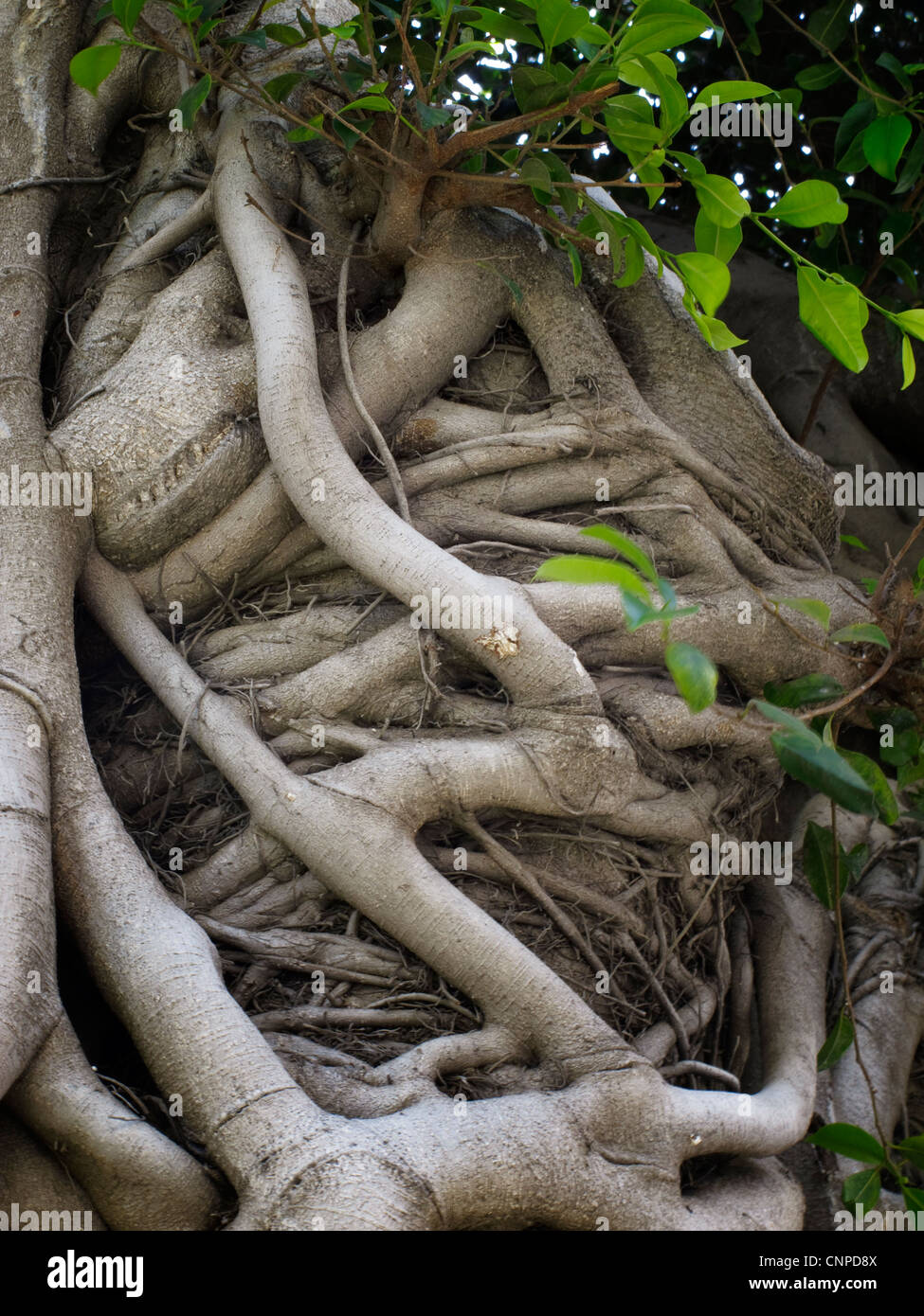 Branched tree trunk, Sacred Fig (Ficus religiosa) Stock Photo