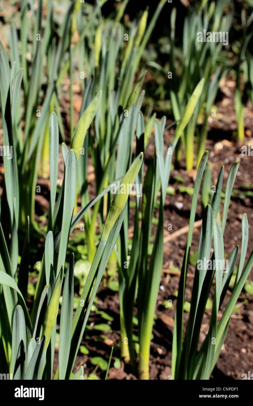 3743. Daffodil buds, Kent, England Stock Photo