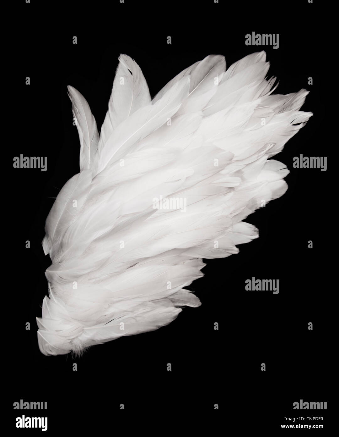 Angel wings on dark background Stock Photo - Alamy