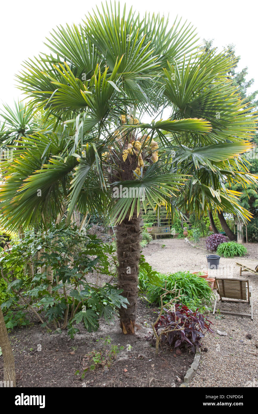 Trachycarpus fortunei Plant detail - Botanical Photographs Stock Photo