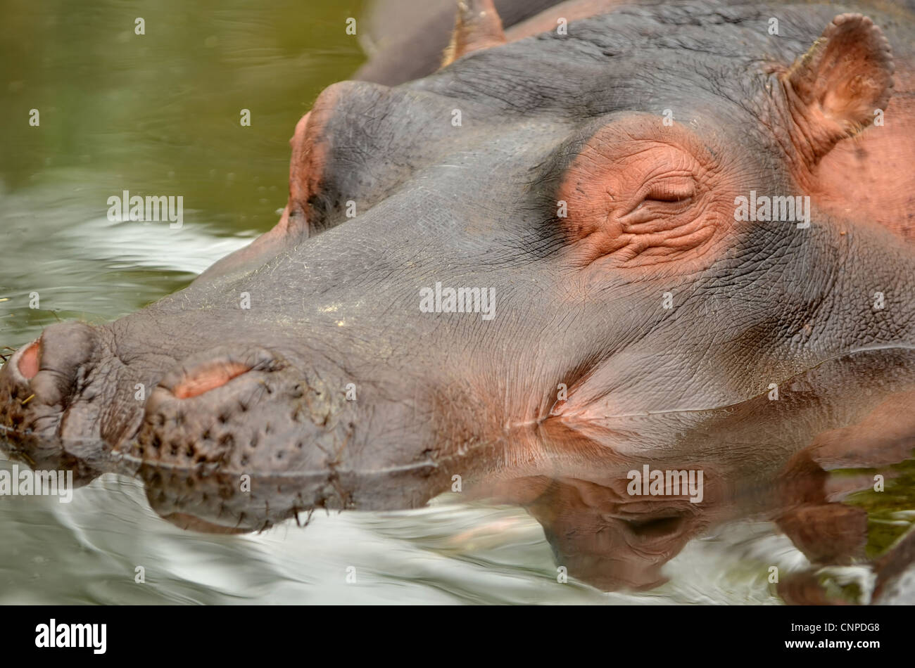 Contented hippopotamus resting in water. This native of africa is the third largest land mamal. Stock Photo