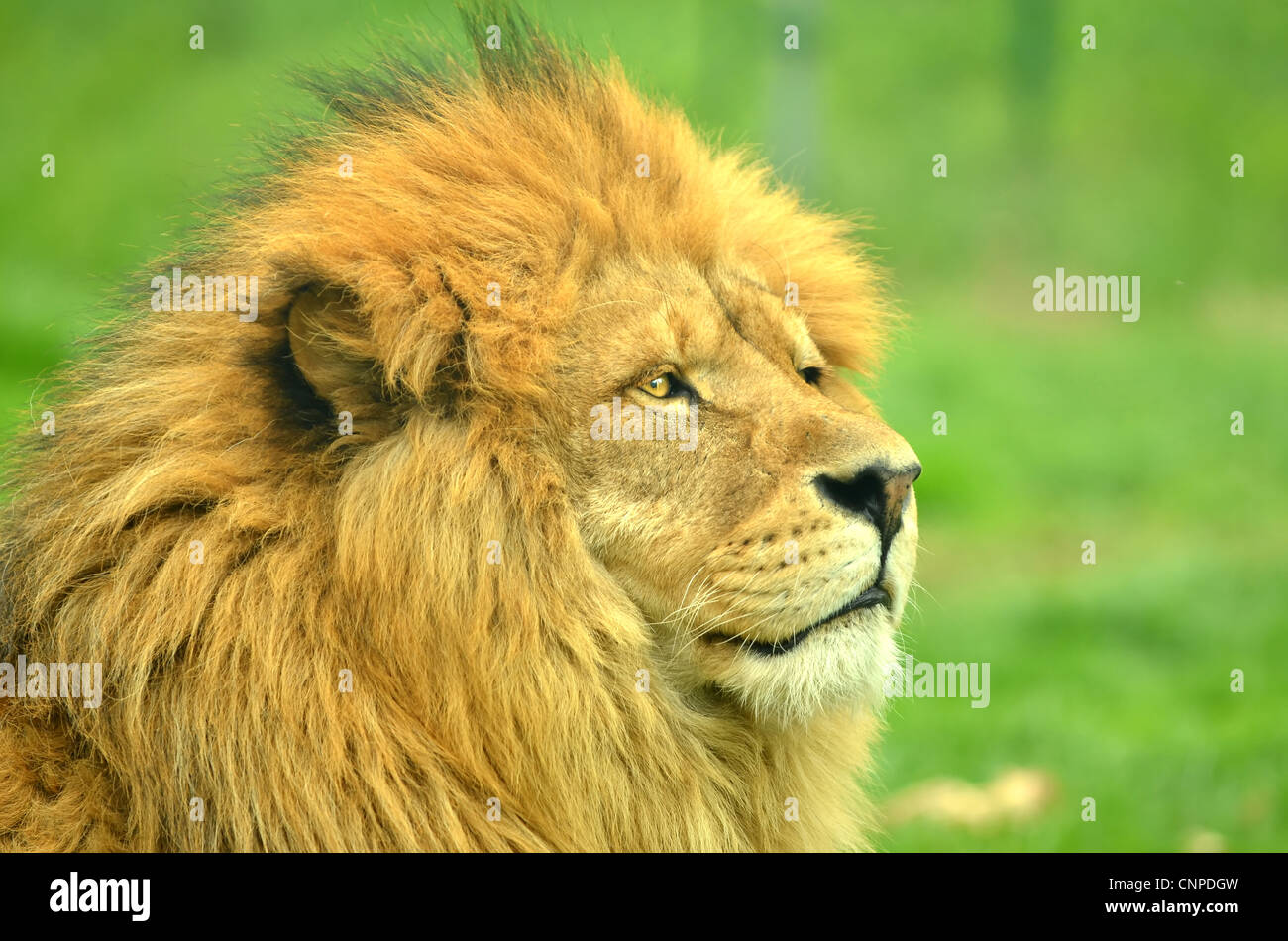 Three quarters profile of a magnificent male african lion with full mane Stock Photo