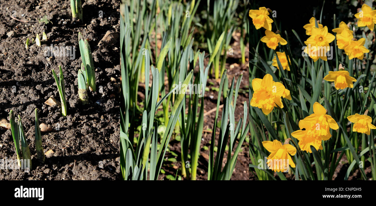 Daffodil growing sequence hires stock photography and images Alamy