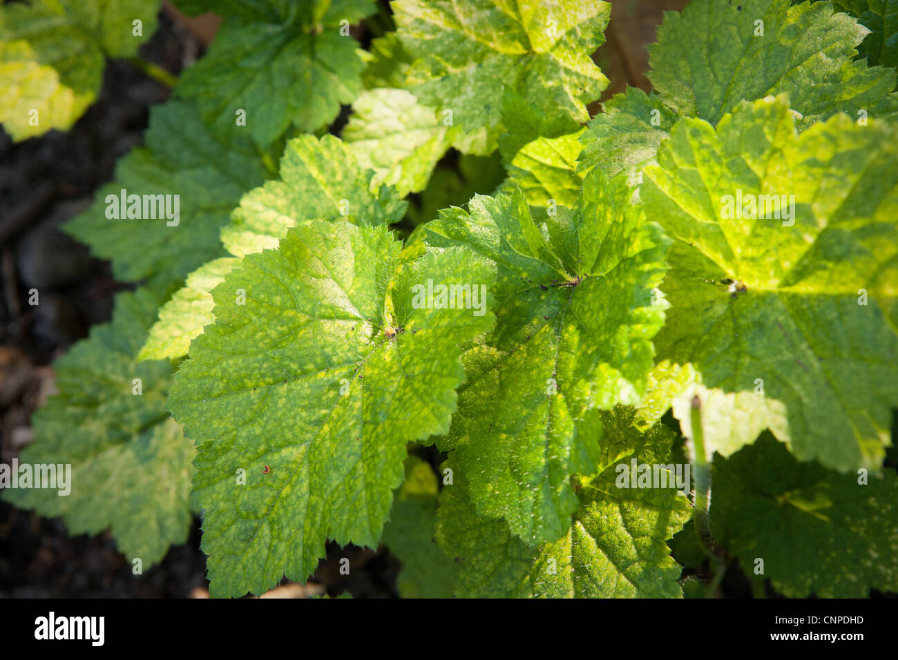 Tolmiea menziesii  Plant detail - Botanical Photographs Stock Photo