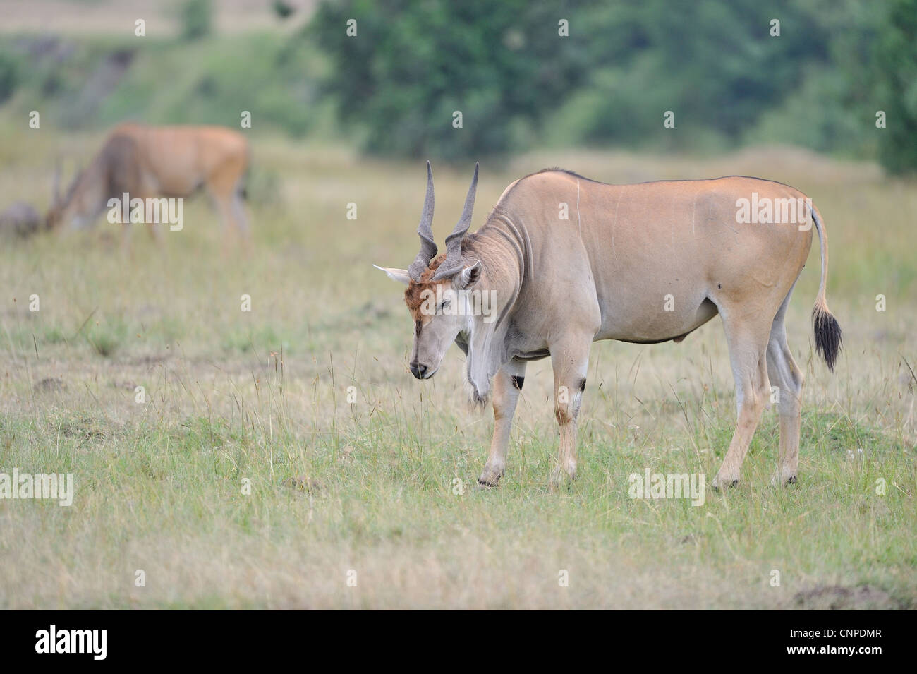 Common eland - Southern eland - Eland antelope (Taurotragus oryx) grazing in the plains of Masai Mara Stock Photo