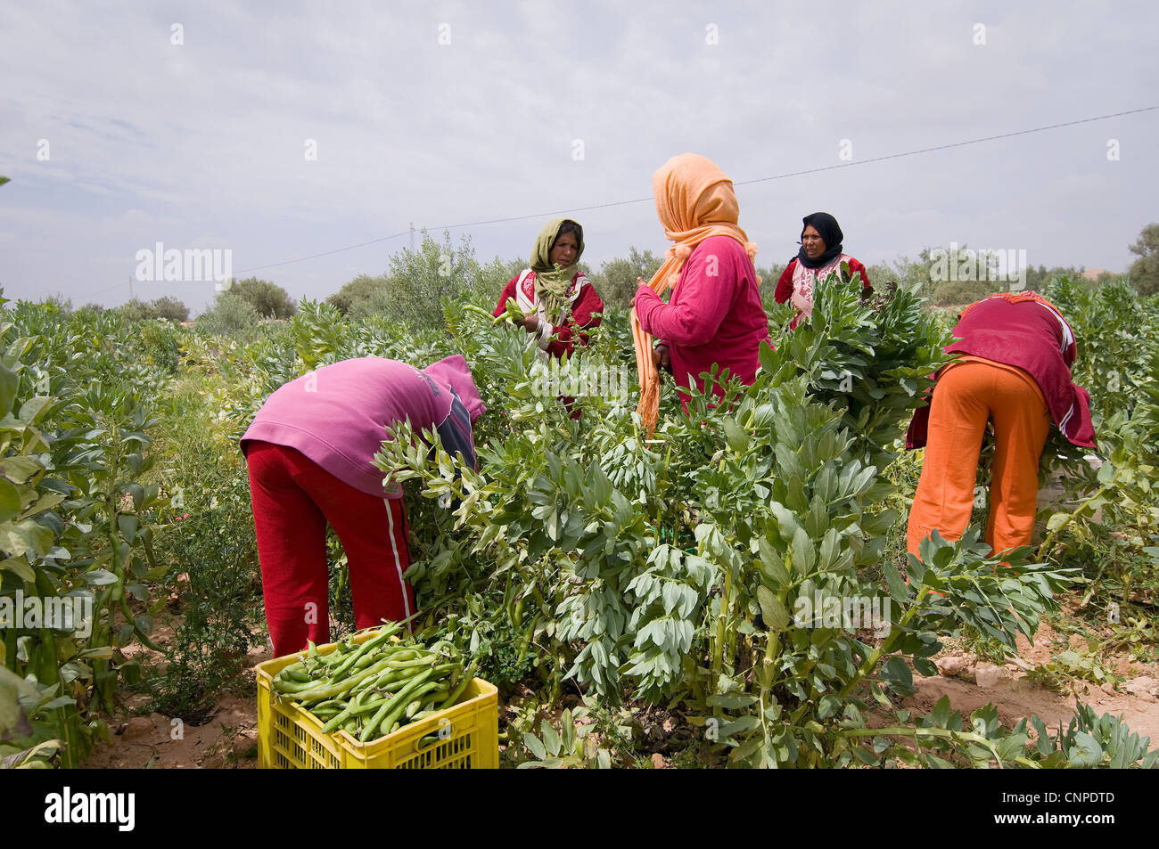 TUNISIA: Women working on fields earn a very low income and do hard manual work. Stock Photo