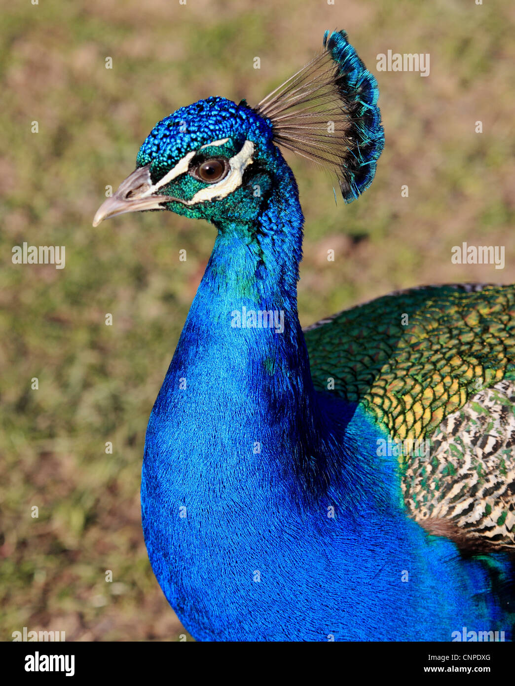 Wingham wildlife park hires stock photography and images Alamy