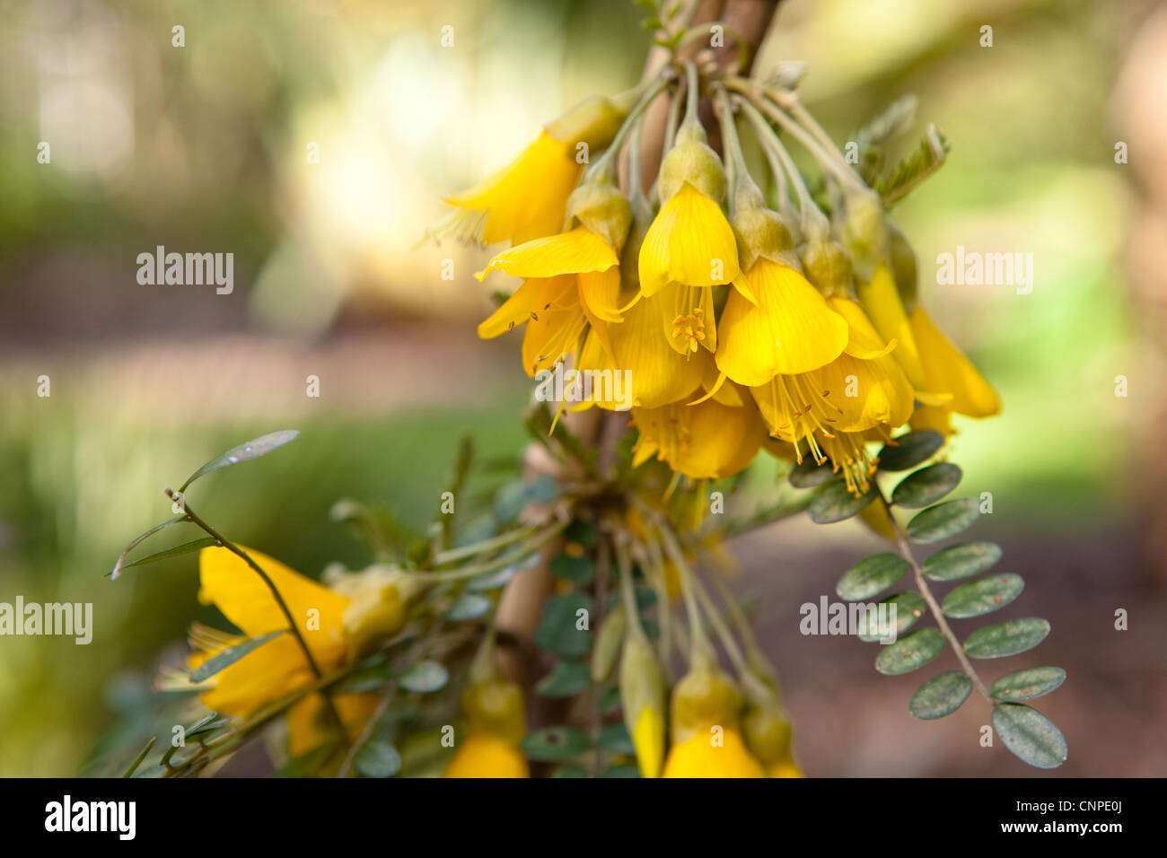 Sophora microphylla ( Sun King Sophora ) Plant detail - Botanical Photographs Stock Photo