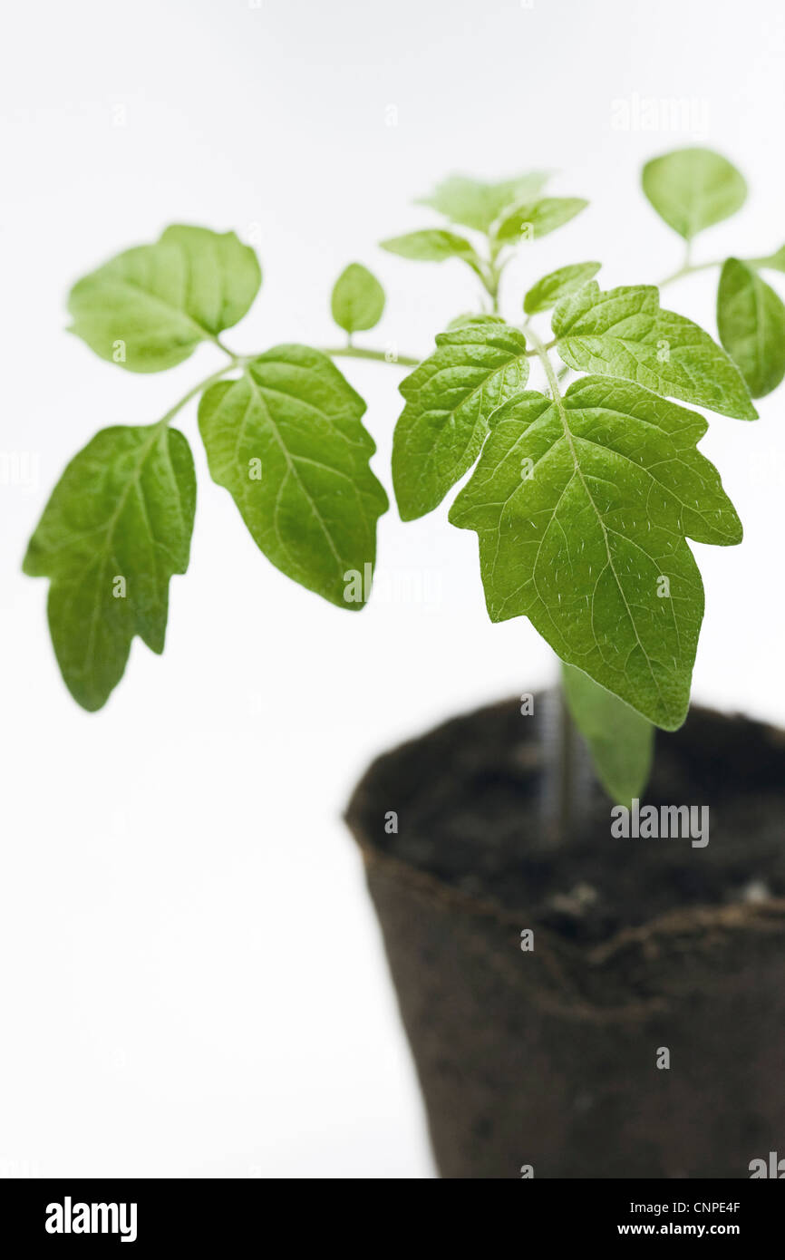 Lycopersicon esculentum. Tomato plants in the early stages of growth. Stock Photo