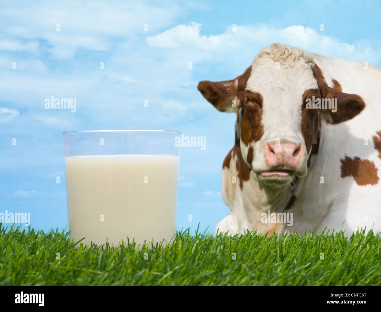 Cow Milk Stock Photo