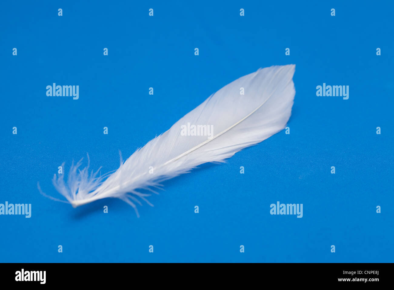 close up pigeon feather on the blue background Stock Photo - Alamy