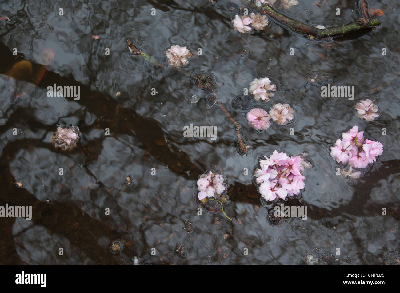 Spring weather. Puddle and cherry blossom Stock Photo - Alamy