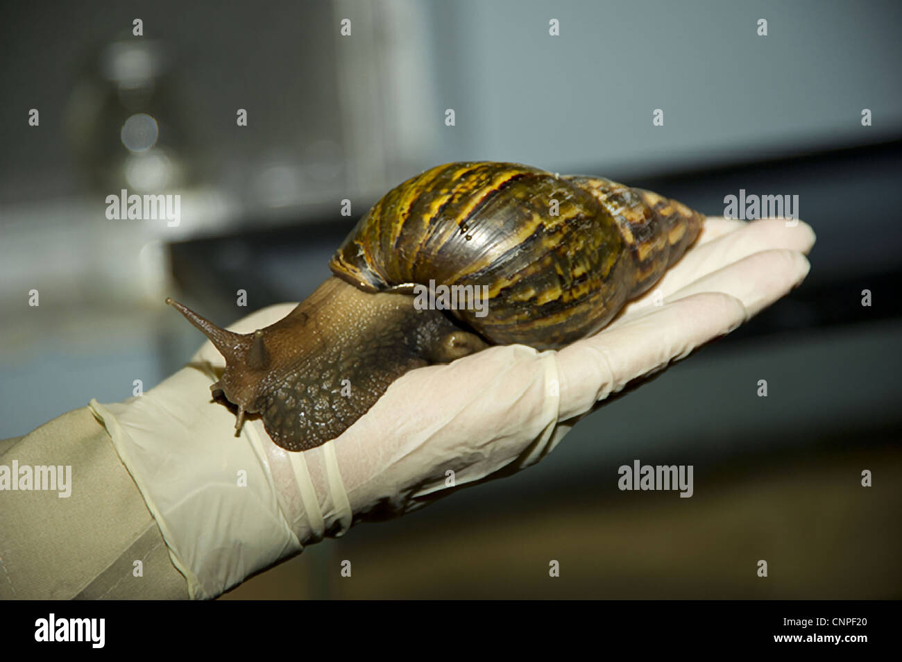 Giant African snails can reach up to 8 inches in length and nearly 5 inches in diameter—about the size of an average adult fist—and can live up to nine years. In a typical year, mated adults lay about 1,200 eggs. The invasive snails have recently invaded South Florida and eradication efforts are und Stock Photo