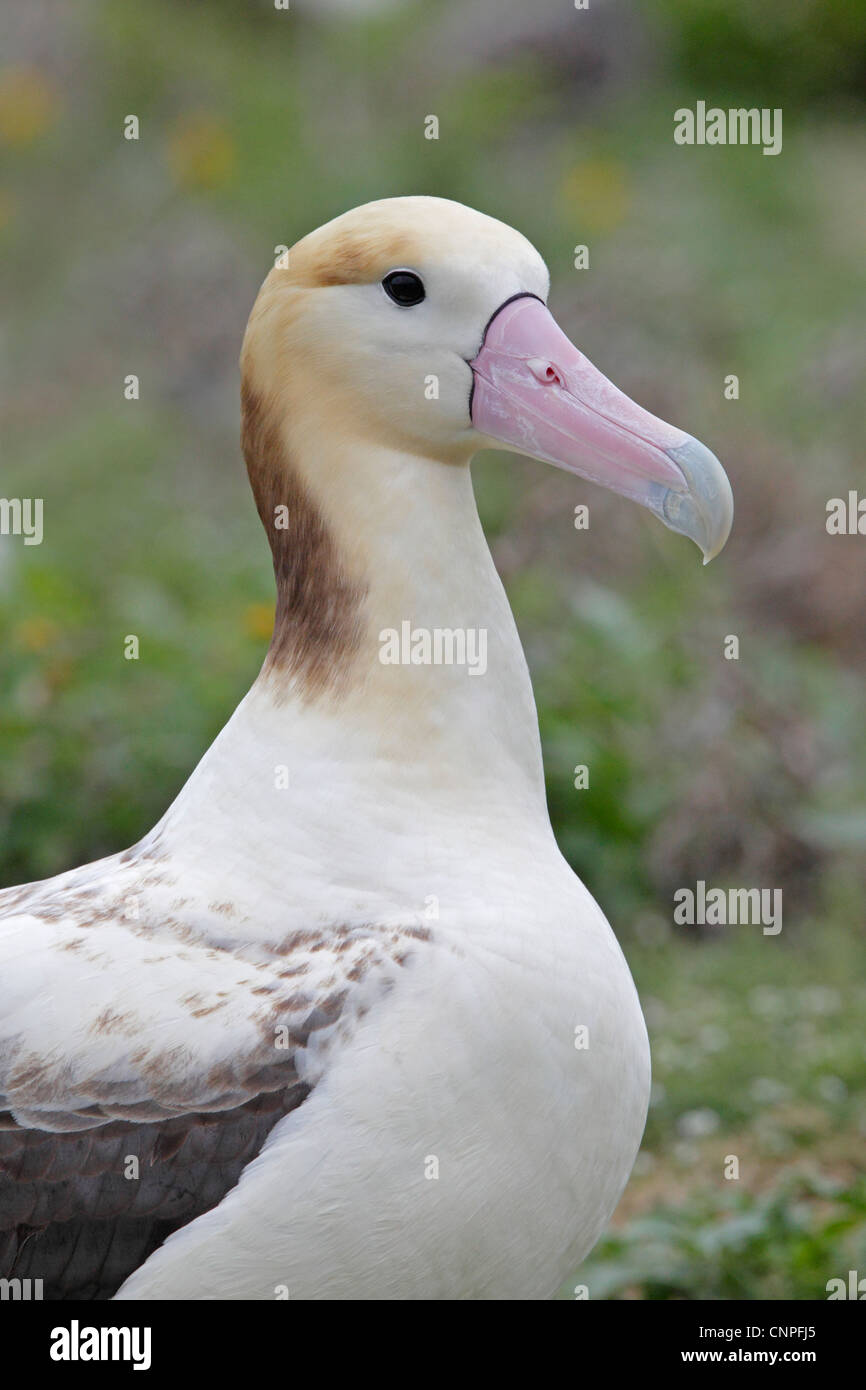 Short tailed albatross hires stock photography and images Alamy
