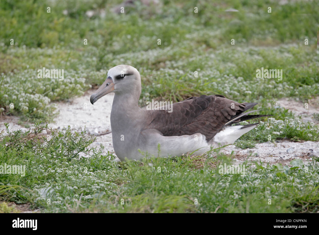 Cross breed albatross between Laysan and Black-footed Stock Photo