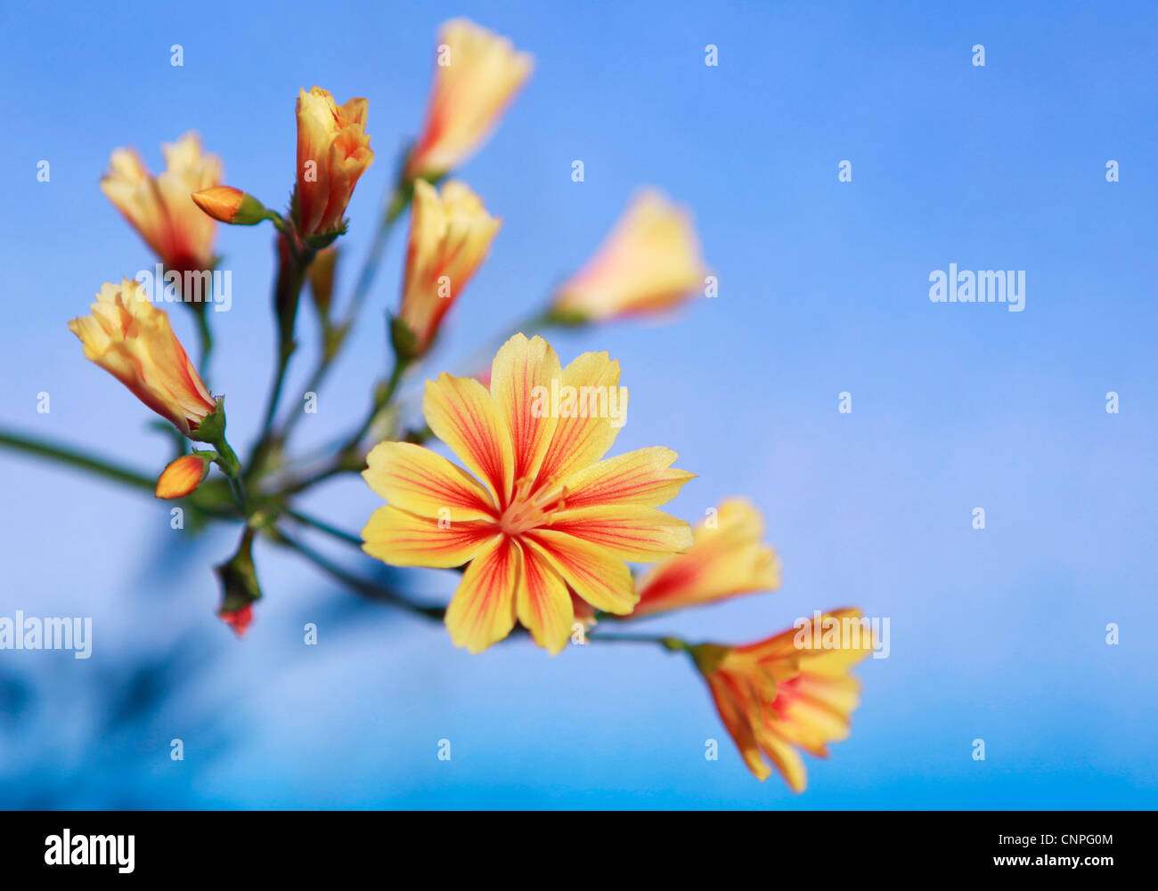 Lily Family. Decorative Spring flowers arranged on sky blue background Stock Photo