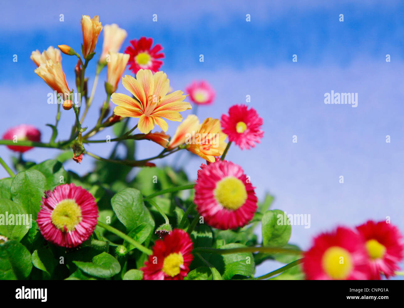 Bellis Perennis. Decorative Spring flowers arranged on sky blue background Stock Photo