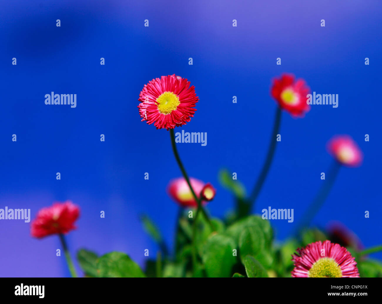 Bellis Perennis. Pink. Decorative Spring flowers arranged on sky blue background Stock Photo