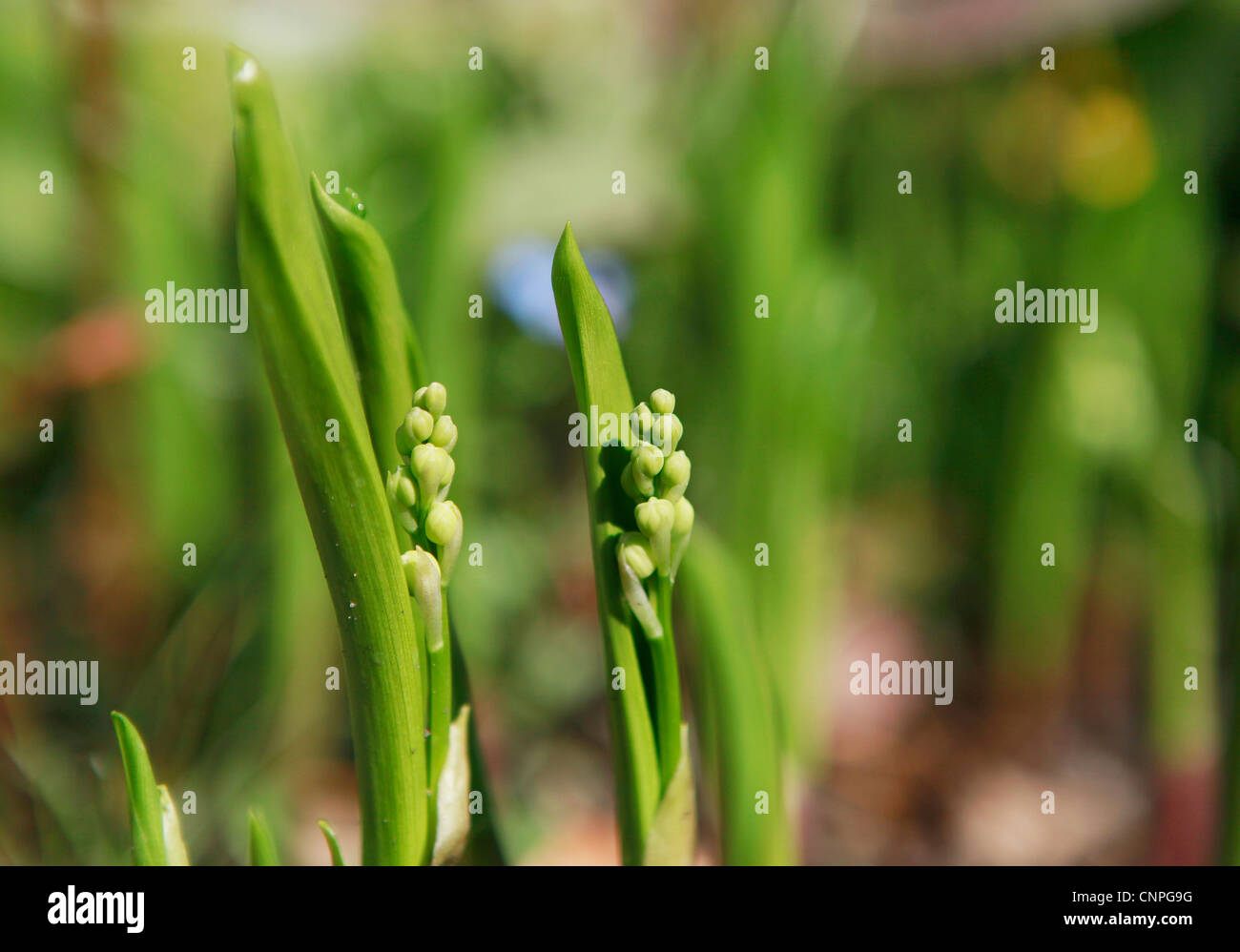 Lillies of the valley buds, about to bloom in spring, April Stock Photo