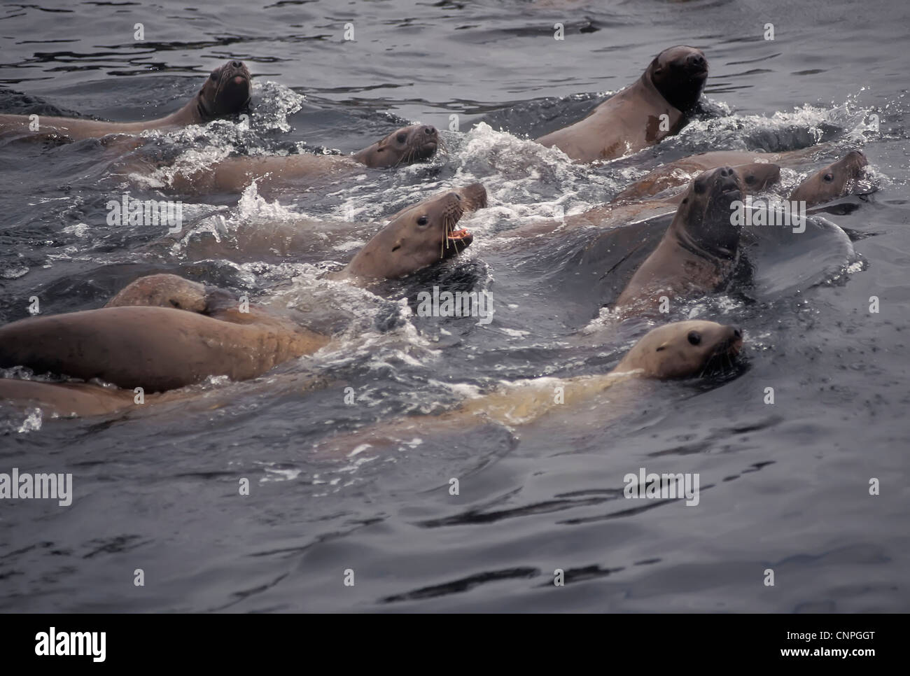 Steller's Sea Lions take to the water to feed near the Inian Islands, Southeast Alaska. Stock Photo