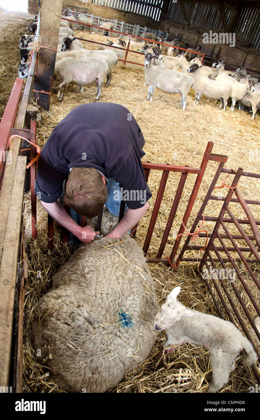 A Ewe is given an injection of antibiotics by the farmer, lambing season, March 2012 Stock Photo