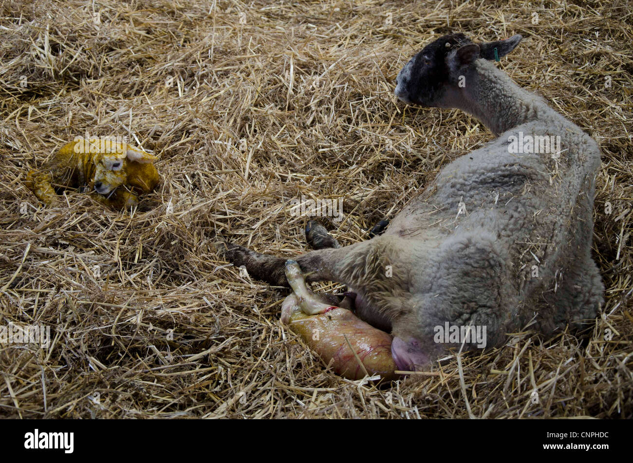 A mother giving birth to a lamb, during lambing season, March 2012 Stock Photo