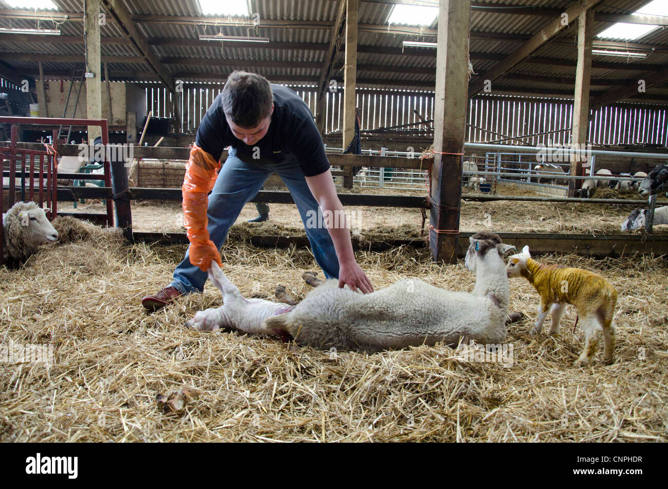 A farmer forces a sheep to give birth after complications in labour