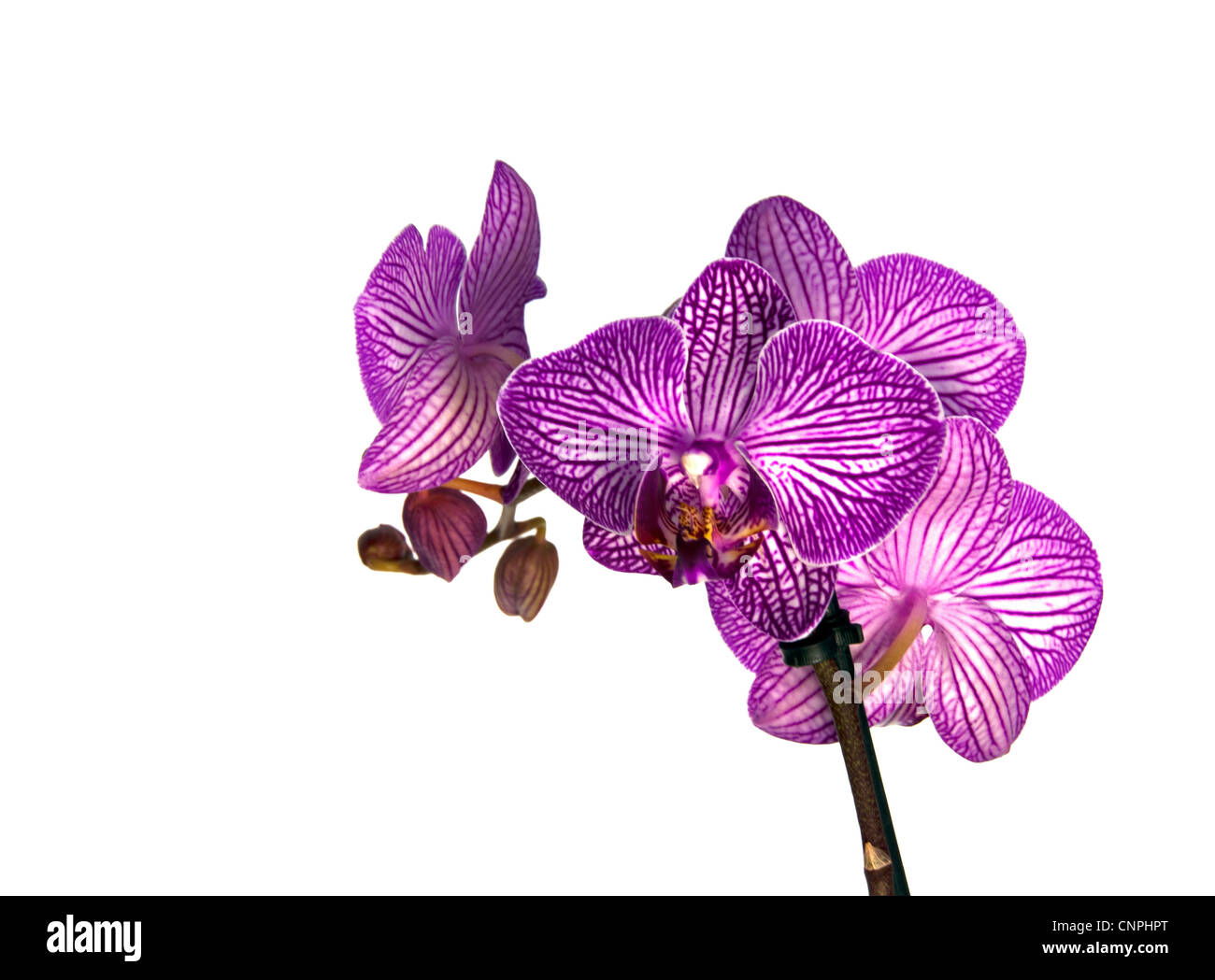 pink orchid from the Orchidaceae family Stock Photo