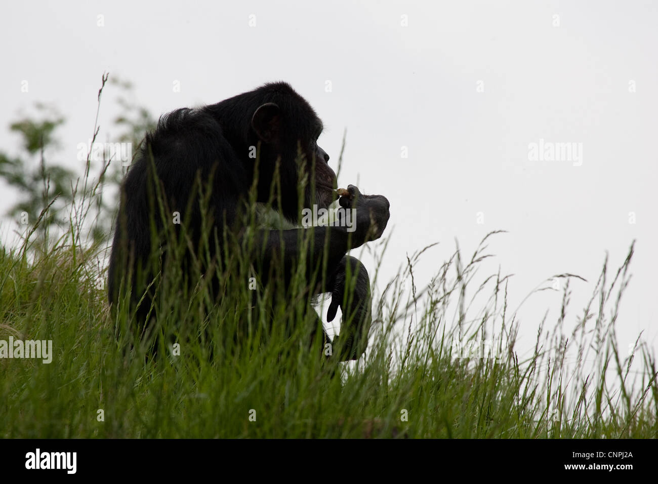 Chimp hi-res stock photography and images - Alamy