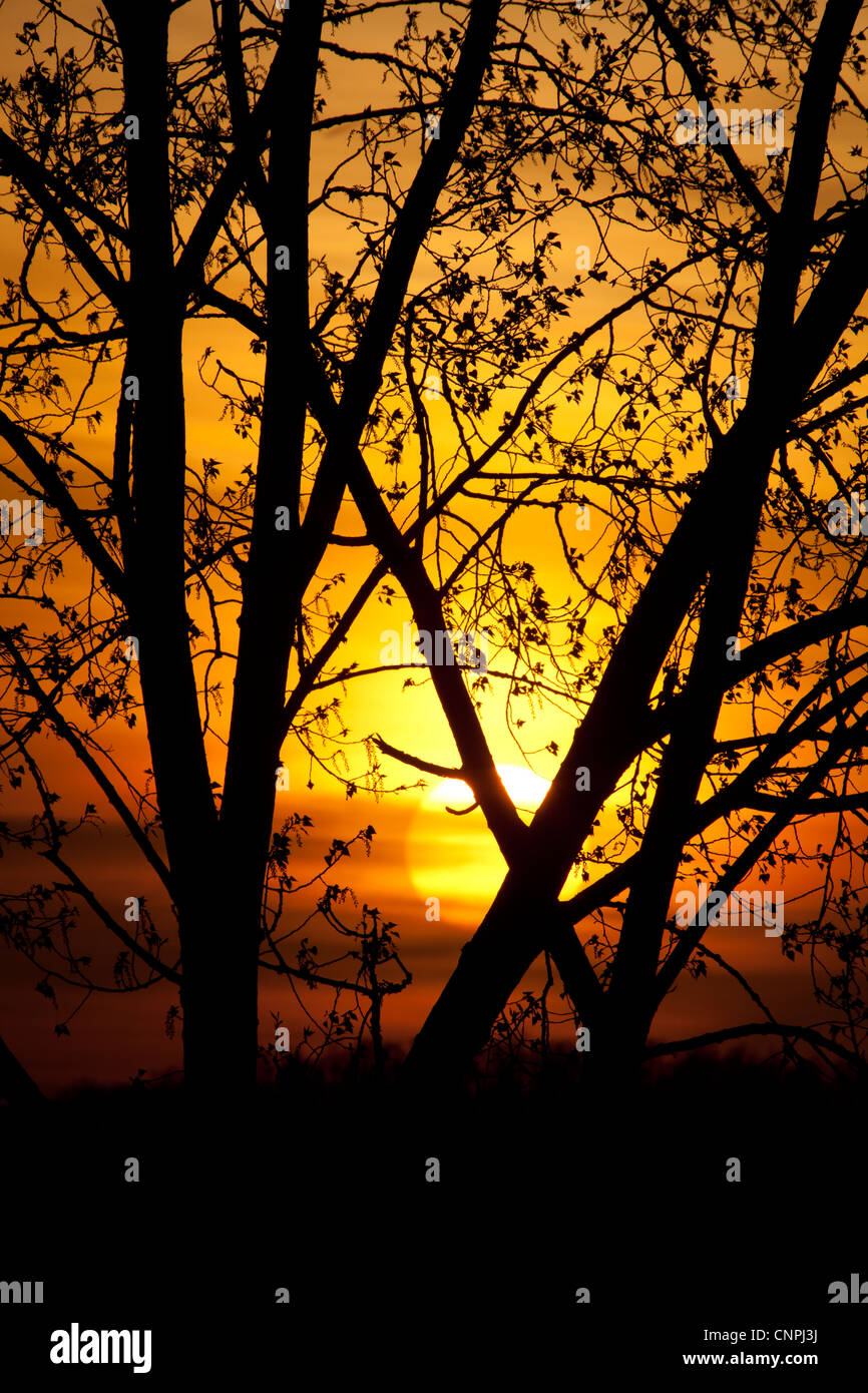 sunset through a maple tree in Spring in Southern Vermont Stock Photo