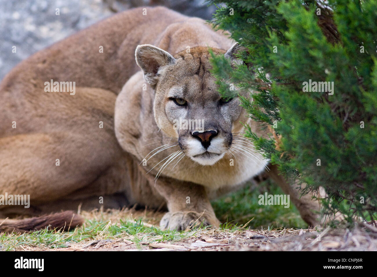 Cougar Mountain Lion panther mountain cat puma Stock Photo