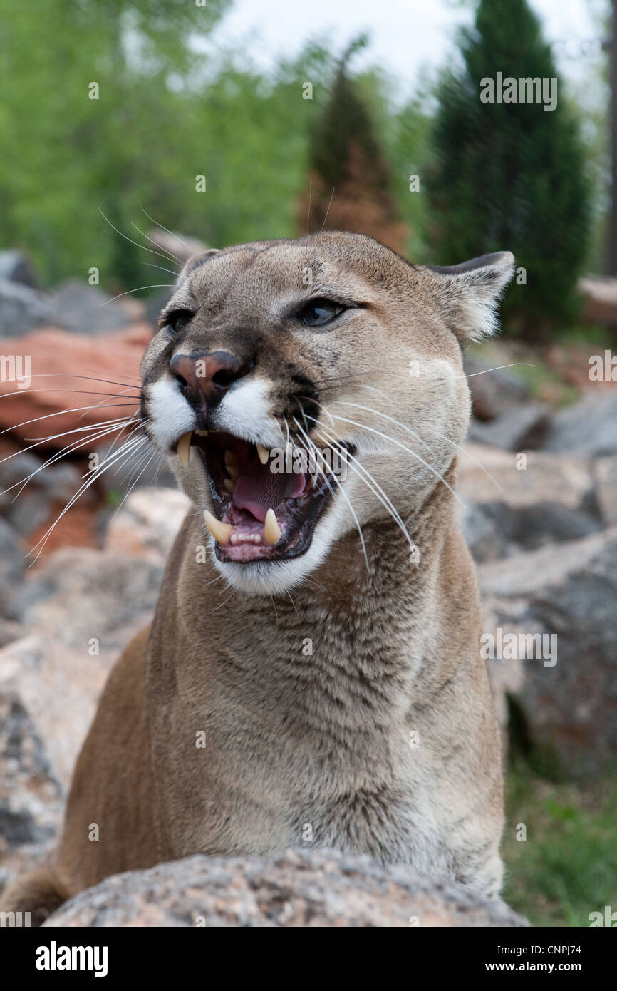 اساور اطفال Cougar Mountain Lion blcook panther mountain cat puma Stock Photo ... اساور اطفال اساور اطفال Cougar Mountain Lion blcook panther mountain cat puma Stock Photo ... اساور اطفال