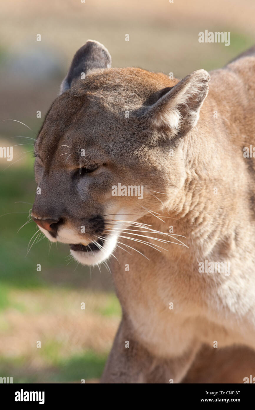 Is Mountain Lion And Cougar The Same Cat Best Image Konpax 2018