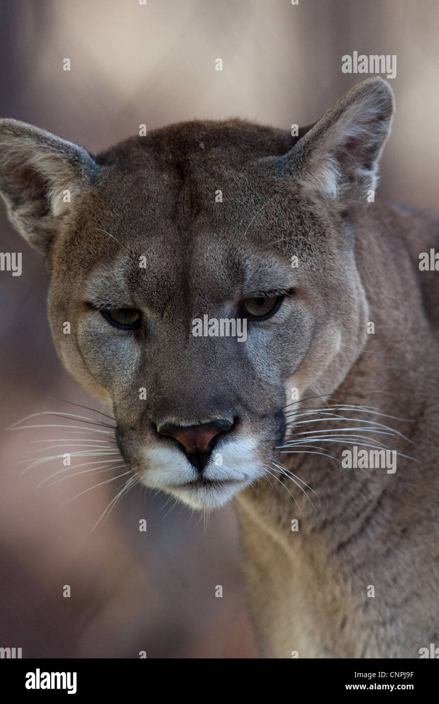 Cougar Mountain Lion blcook panther mountain cat puma Stock Photo