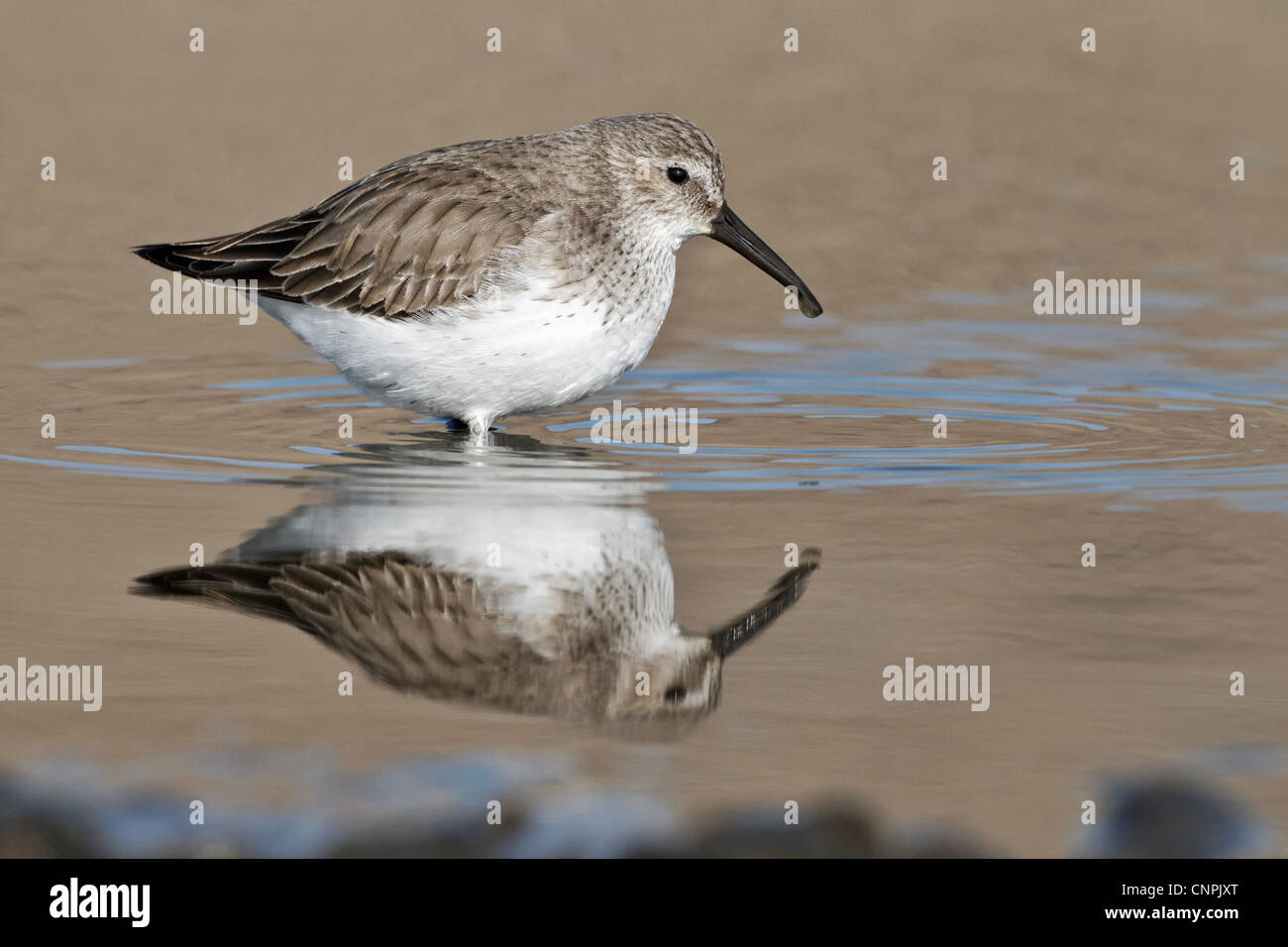 Dunling Winter plumage Dunlin feeding in a coastal pool Stock Photo - Alamy
